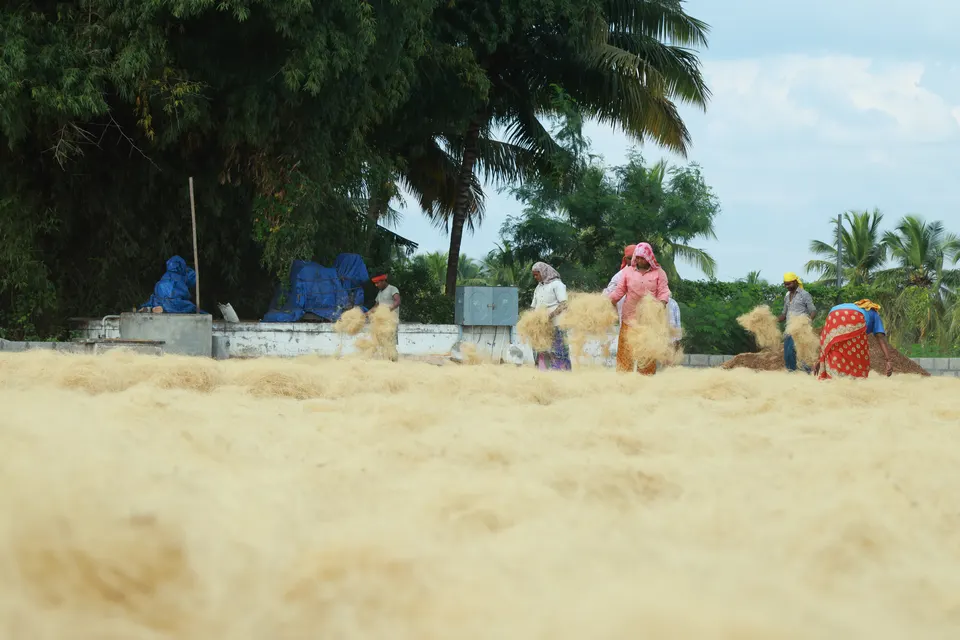 Drying fibre
