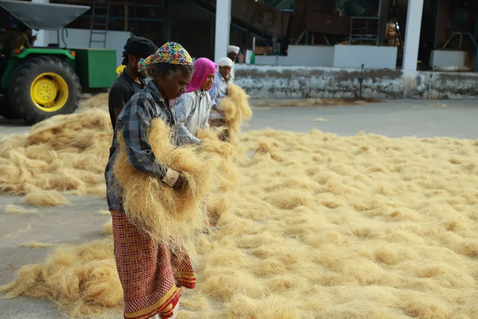 Spreading fibre to dry