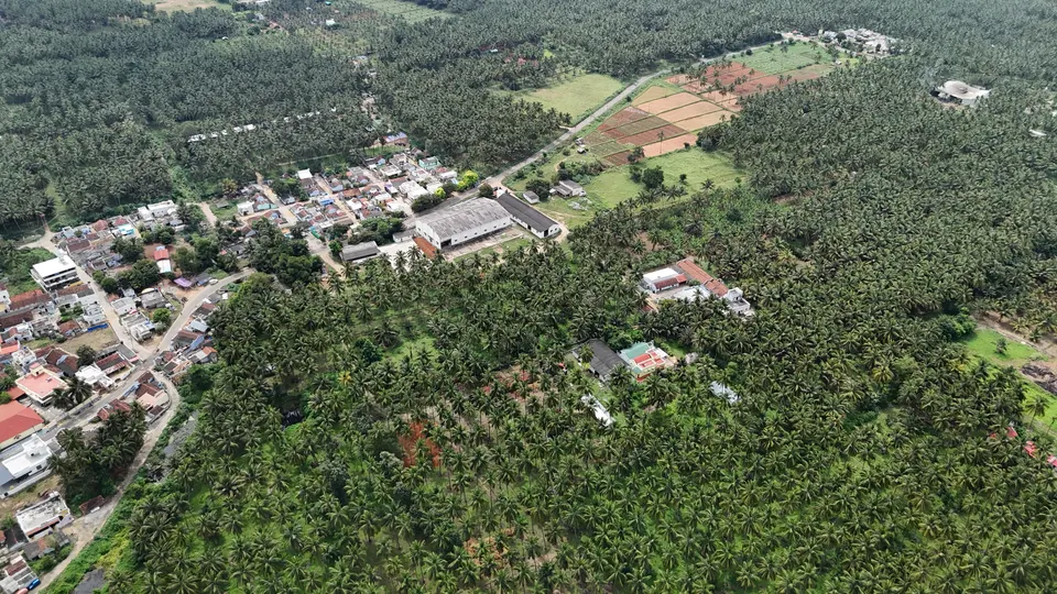 Coconut farms around Pollachi